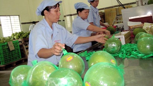 Vietnam resumes fruit export to EU  - ảnh 1